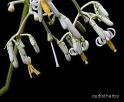 augmented_Alangium begoniaefolium flower8_0_3596.jpeg